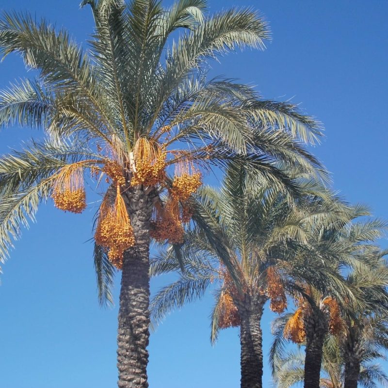 How to differentiate a Date palm tree from other palm trees – Kartagodates